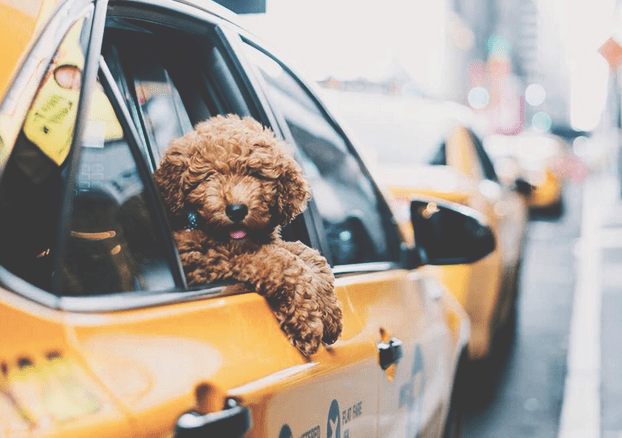 В Минске появилось такси для собак